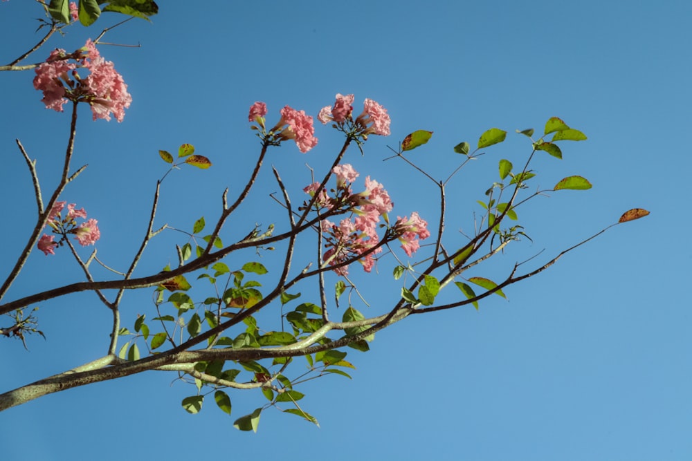 昼間は茶色の木の枝にピンクの花を咲かせます