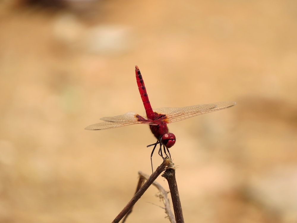 red dragonfly perched on brown stick in close up photography during daytime