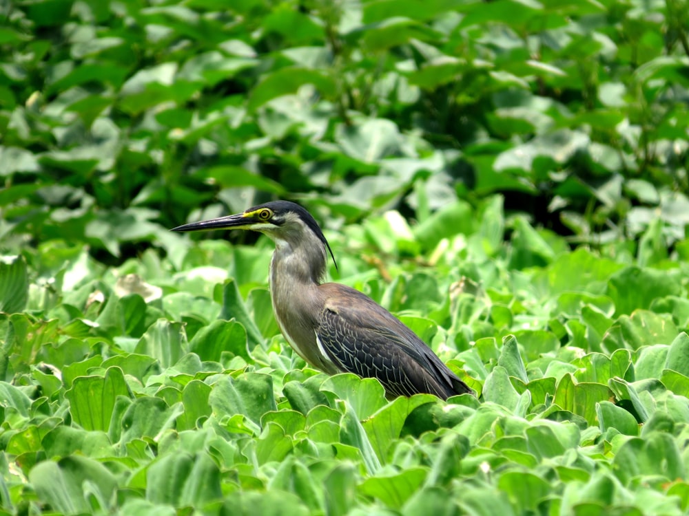 black bird on green plant during daytime