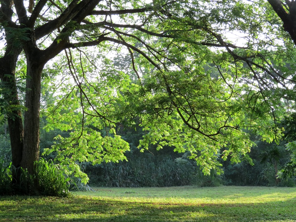 campo di erba verde con alberi verdi