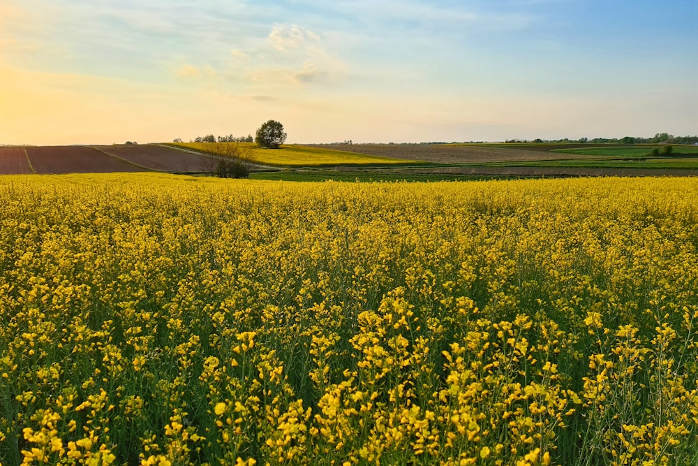 yellow flower field during daytime