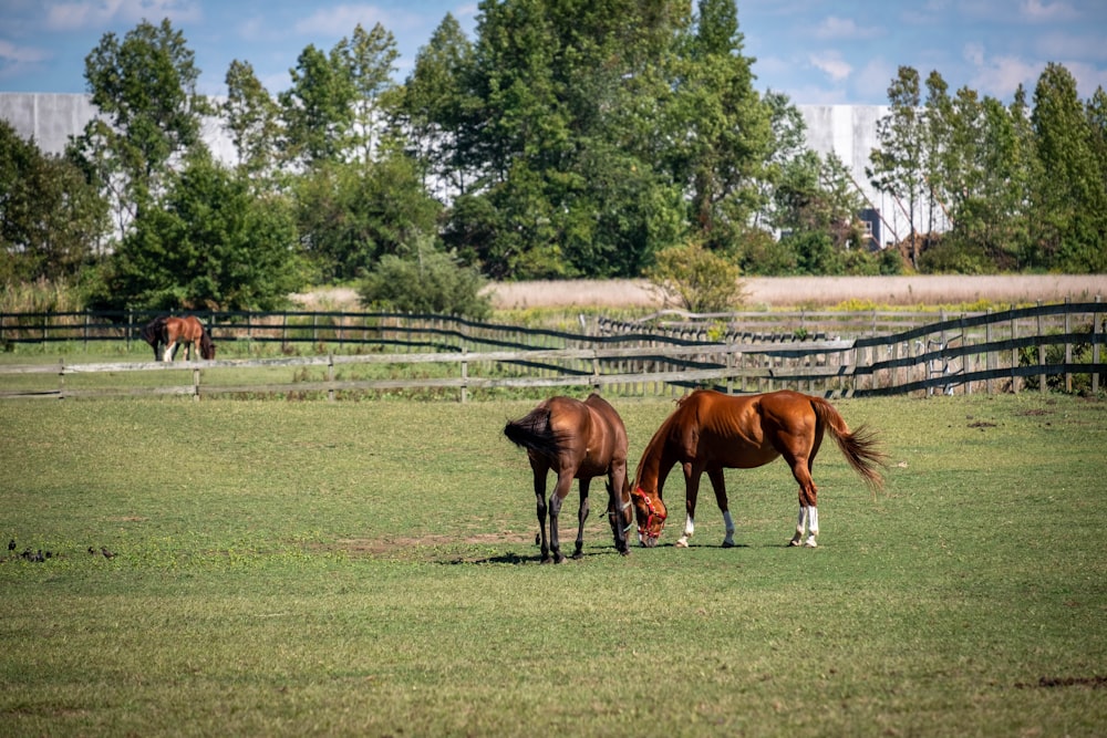 brown and white horse on green grass field during daytime