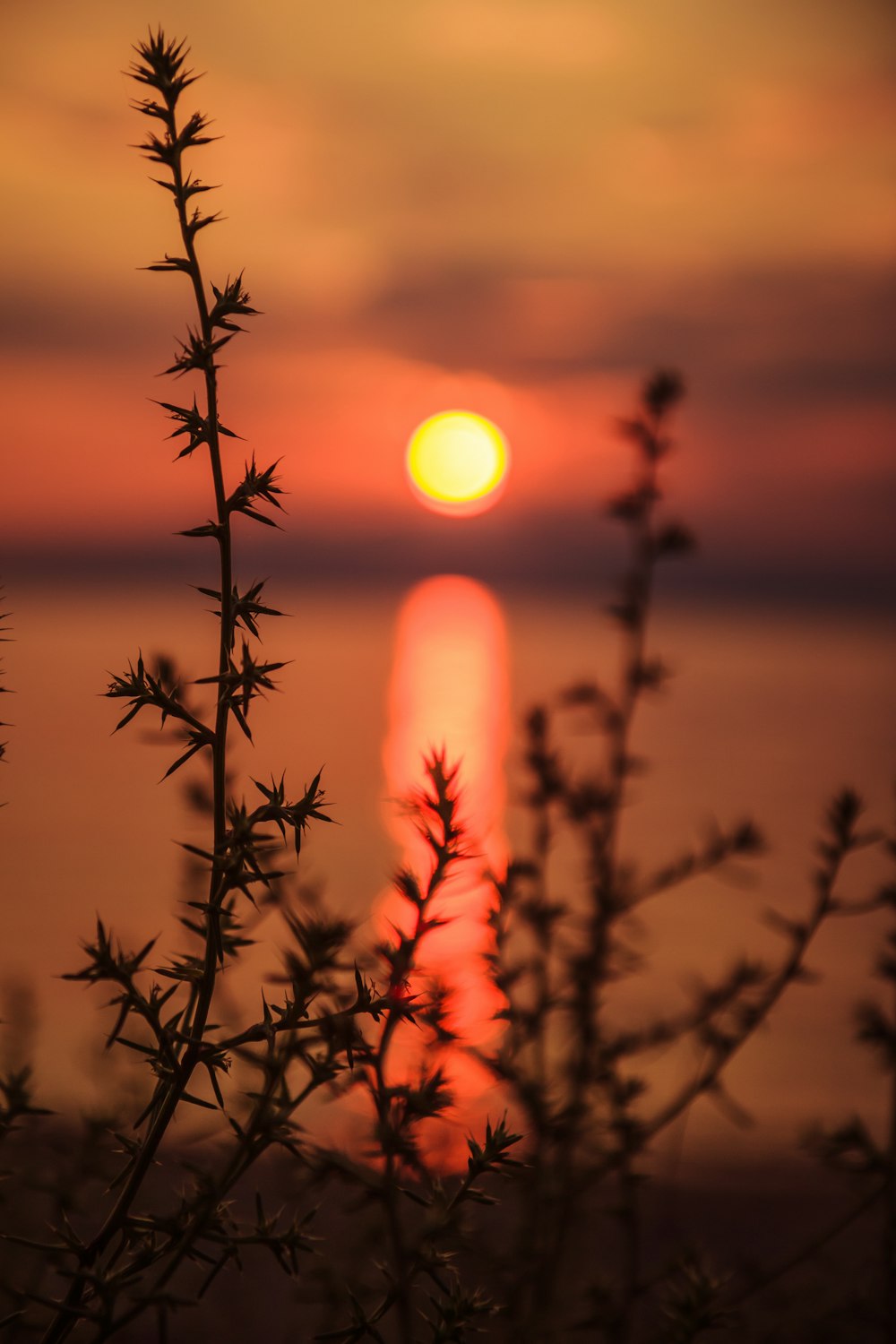 silhouette of tree during sunset