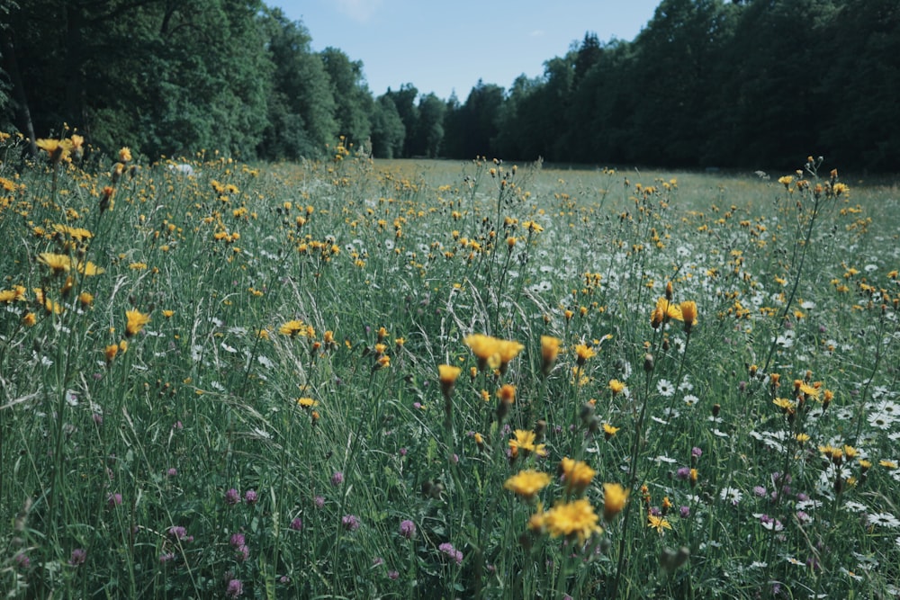 yellow and white flower field during daytime