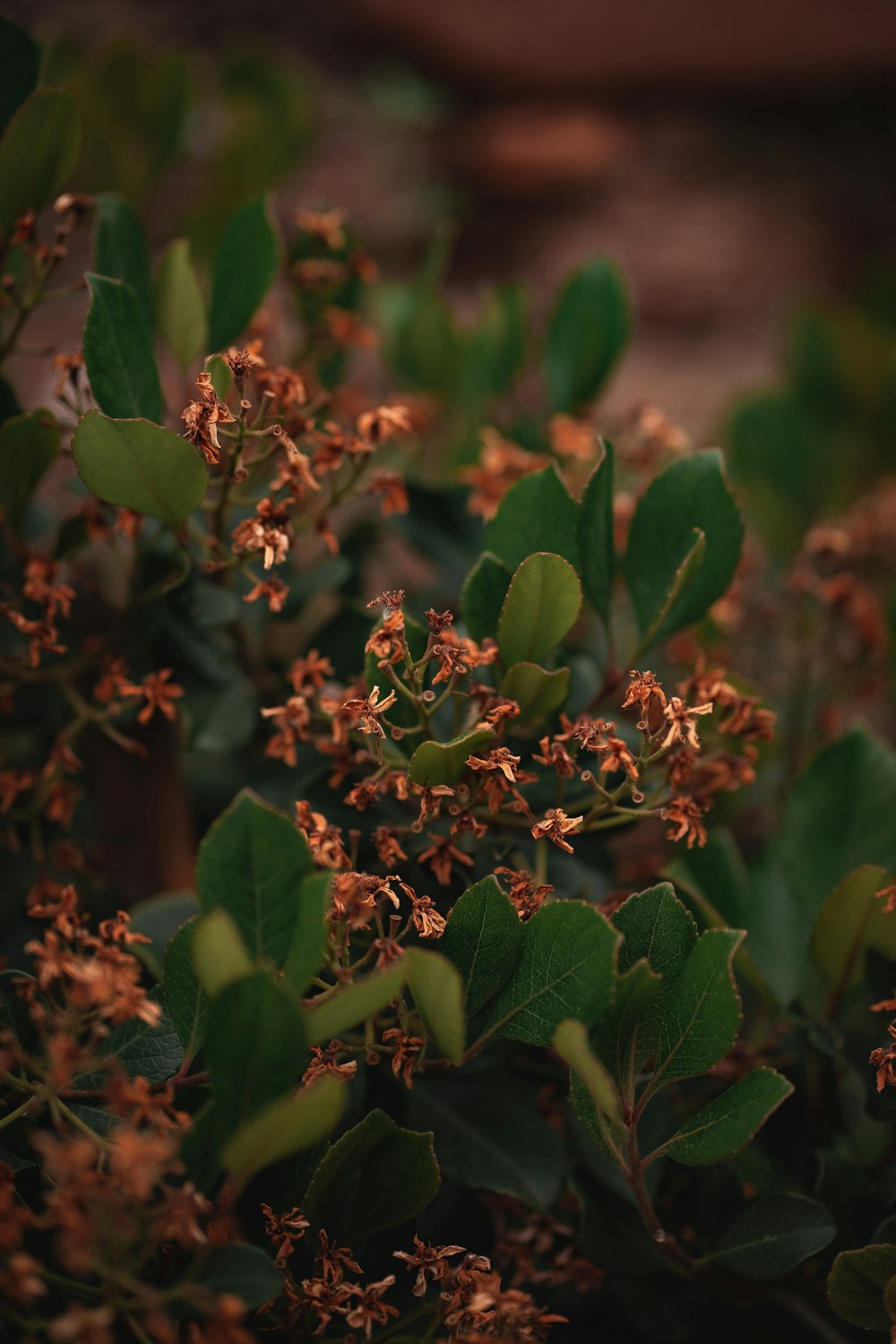 green and brown plant in close up photography