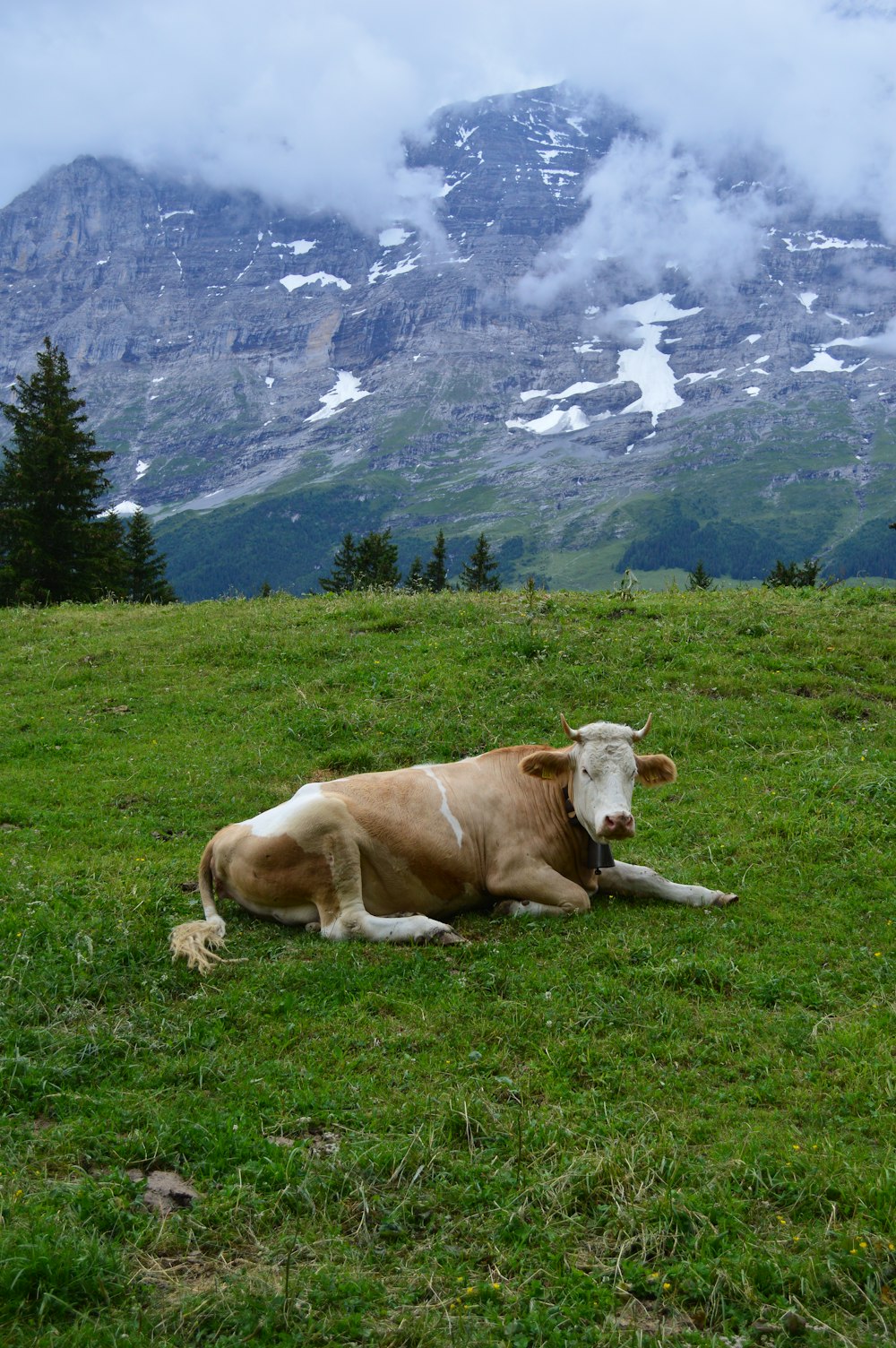 brown cow lying on green grass field during daytime