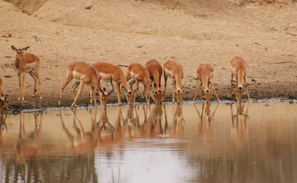 brown deer on brown field during daytime