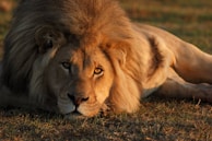 A majestic lion lounging atop a sunlit rock, its eyes scanning the horizon with quiet authority.
