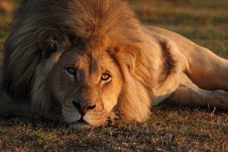 A majestic lion lounging atop a sunlit rock, its eyes scanning the horizon with quiet authority.