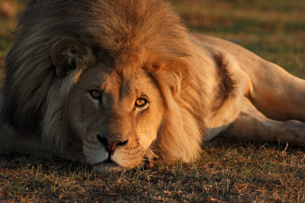 lion lying on brown grass during daytime