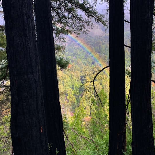 green trees on forest during daytime in Pfeiffer Big Sur State Park United States