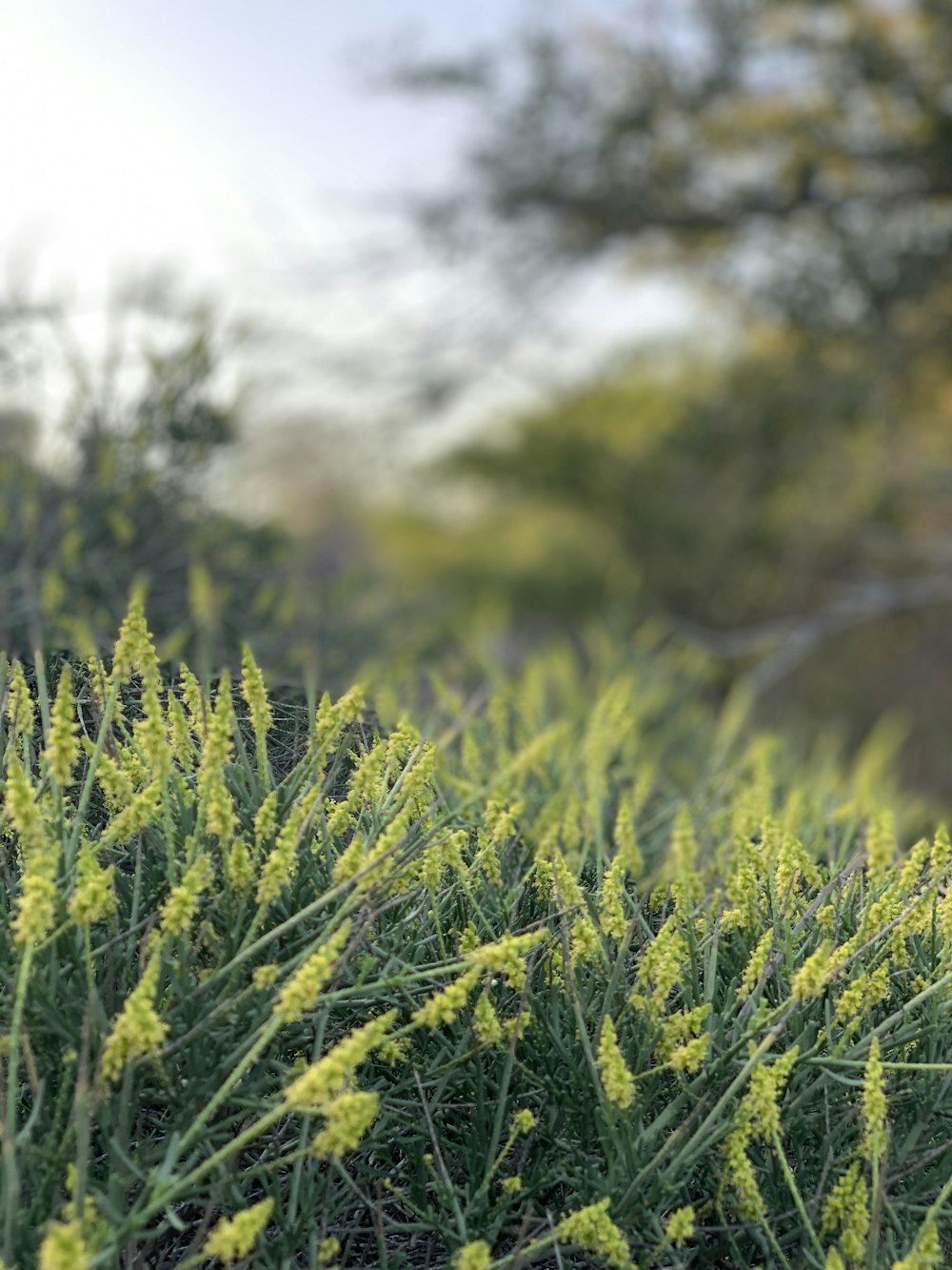 green grass field during daytime