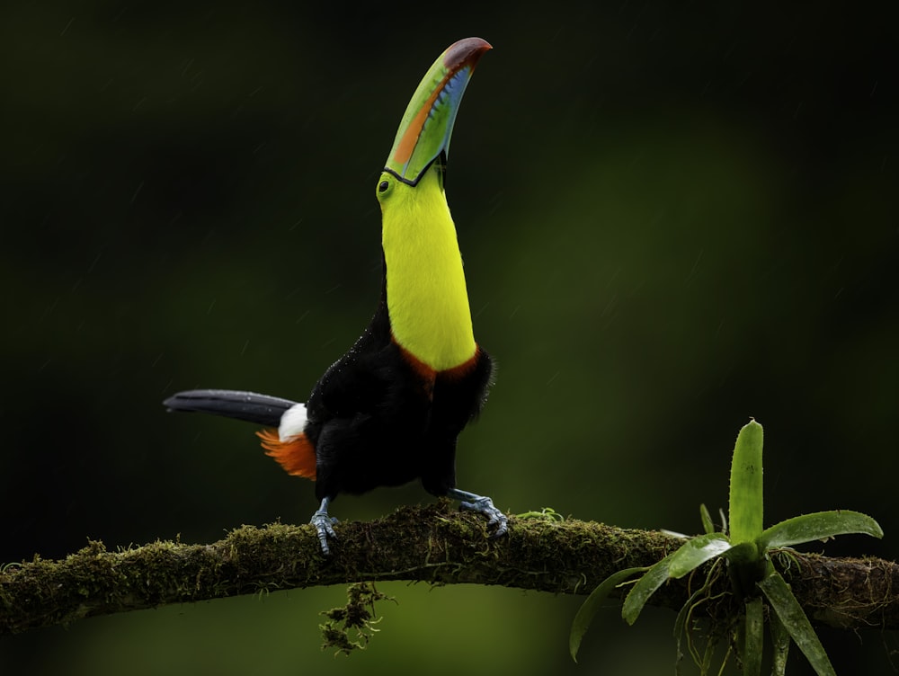 black yellow and red bird on brown tree branch