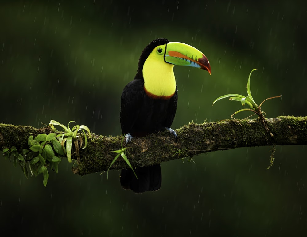 black yellow and red bird on brown tree branch