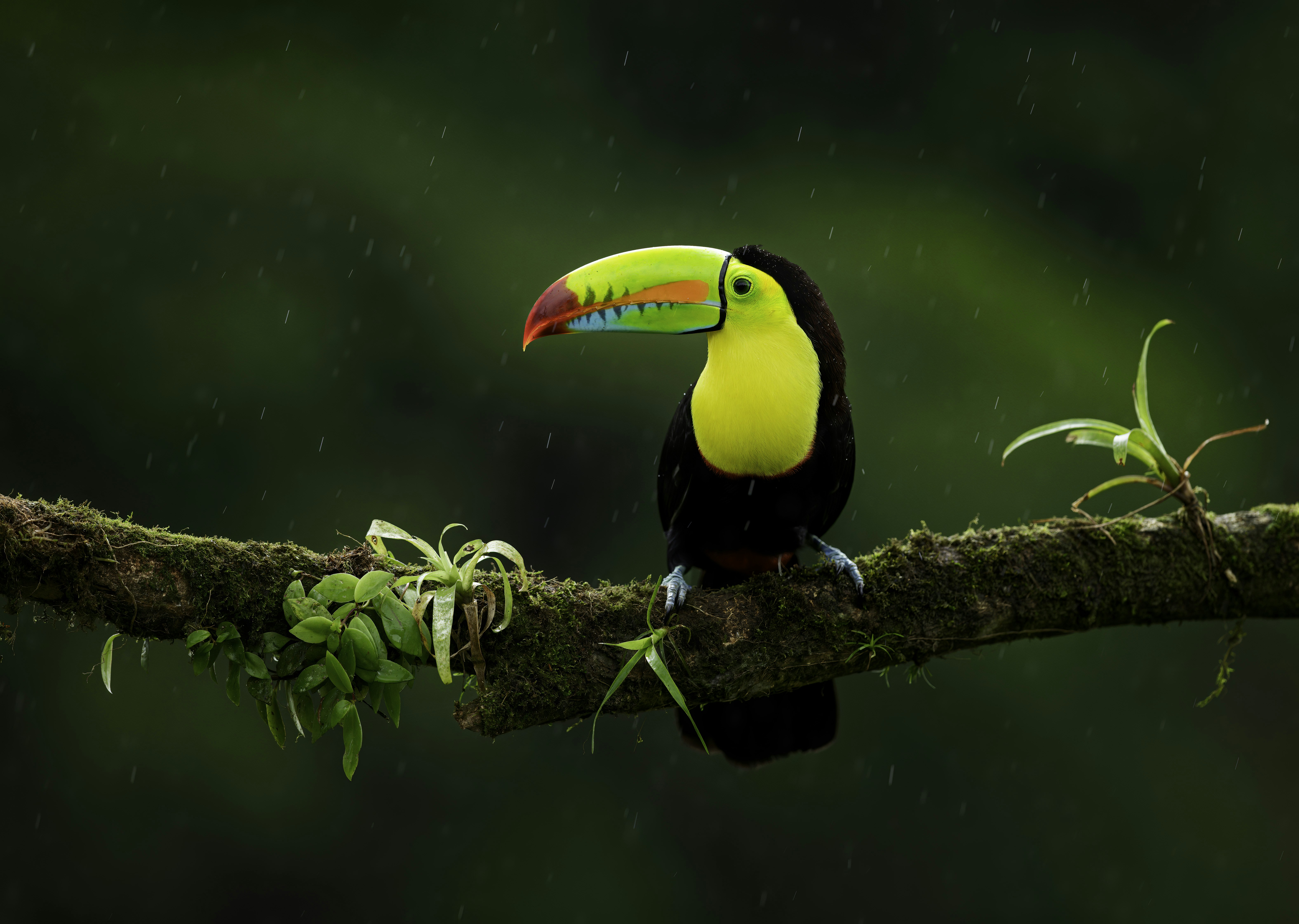 Bird Wallpapers: Free HD Download [500+ 4K], image size:3000x2133