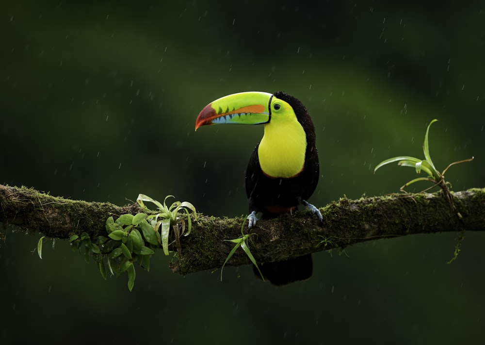 茶色の木の枝に黒、黄色、赤の鳥