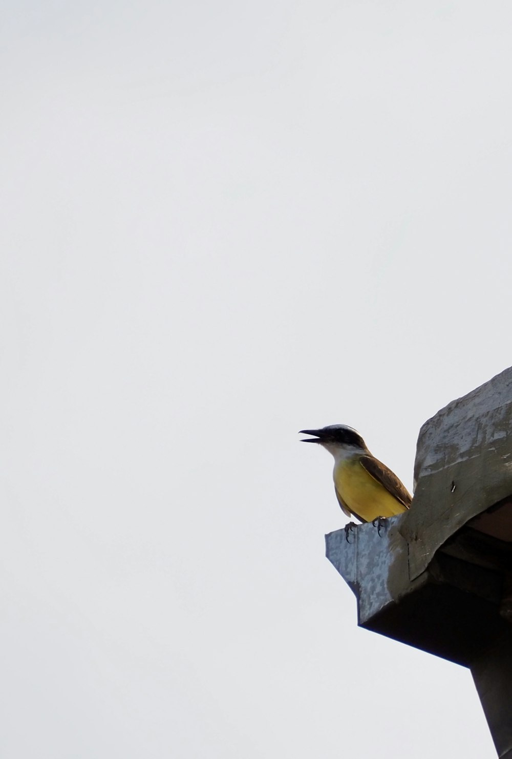 yellow and gray bird on gray concrete post