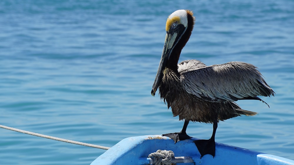 black and white pelican on white rock near body of water during daytime