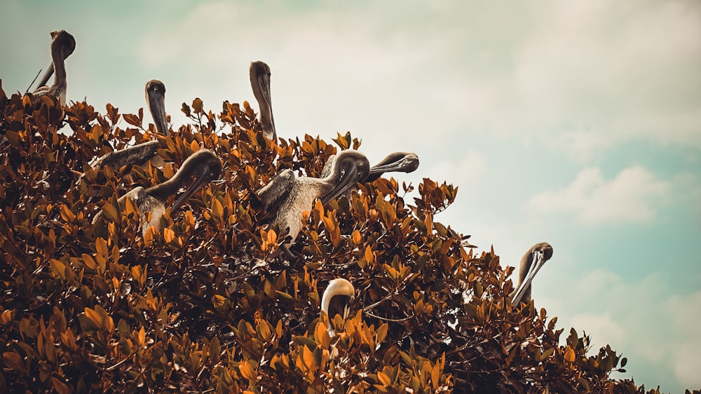 oiseaux bruns et gris sur l’herbe brune pendant la journée