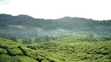 A lush green landscape featuring rolling hills covered with dense tea plantations. Mist gently hangs over the trees in the background, creating a serene and peaceful atmosphere. The area is surrounded by a forested mountain range.
