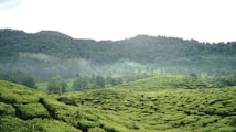 A lush green landscape featuring rolling hills covered with dense tea plantations. Mist gently hangs over the trees in the background, creating a serene and peaceful atmosphere. The area is surrounded by a forested mountain range.
