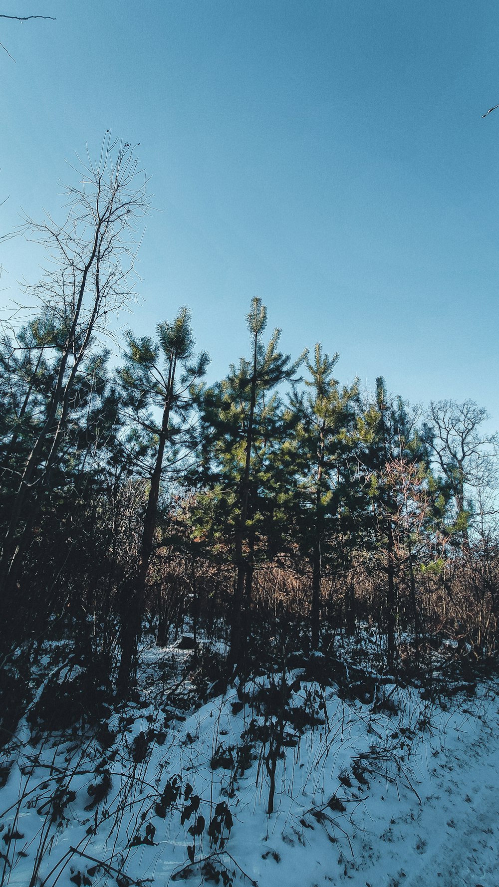 green trees under blue sky during daytime