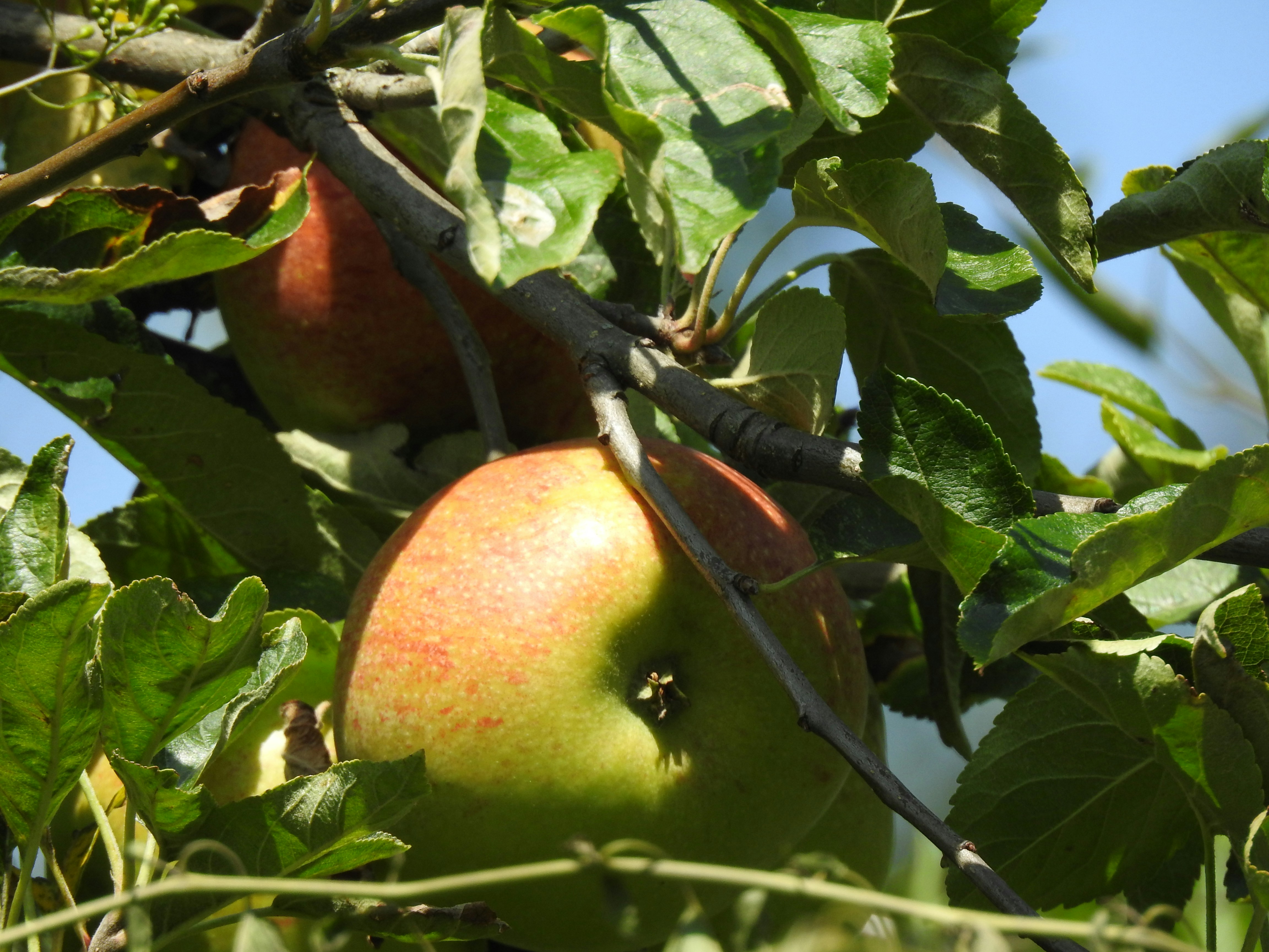 Photo by vijaychadha