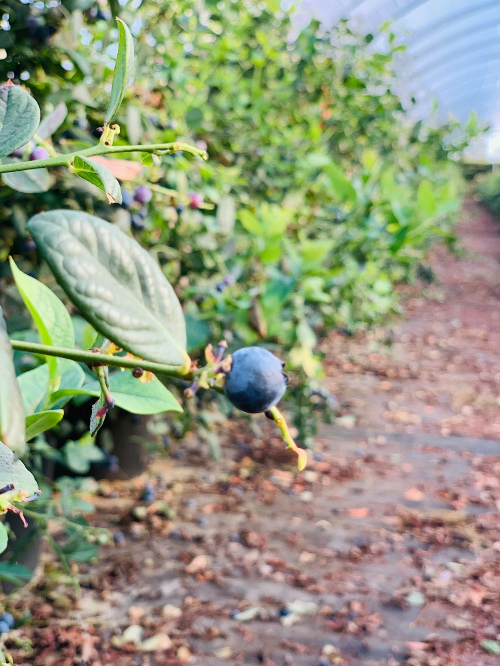 blue round fruit on brown soil