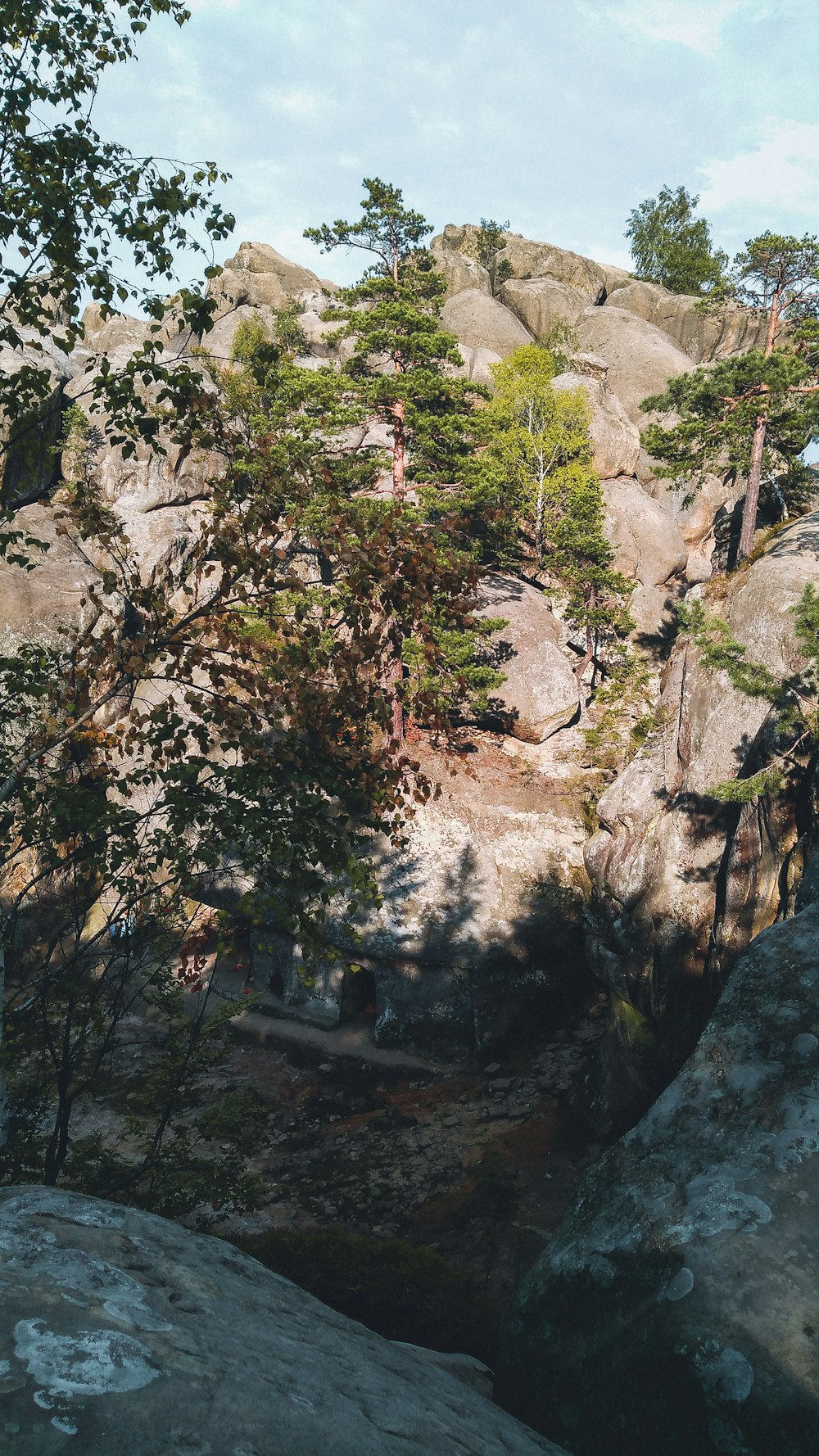 green trees on rocky mountain during daytime