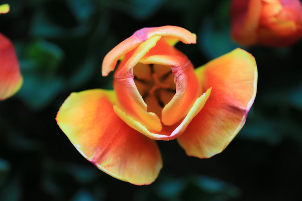 flor amarela e vermelha na foto macro