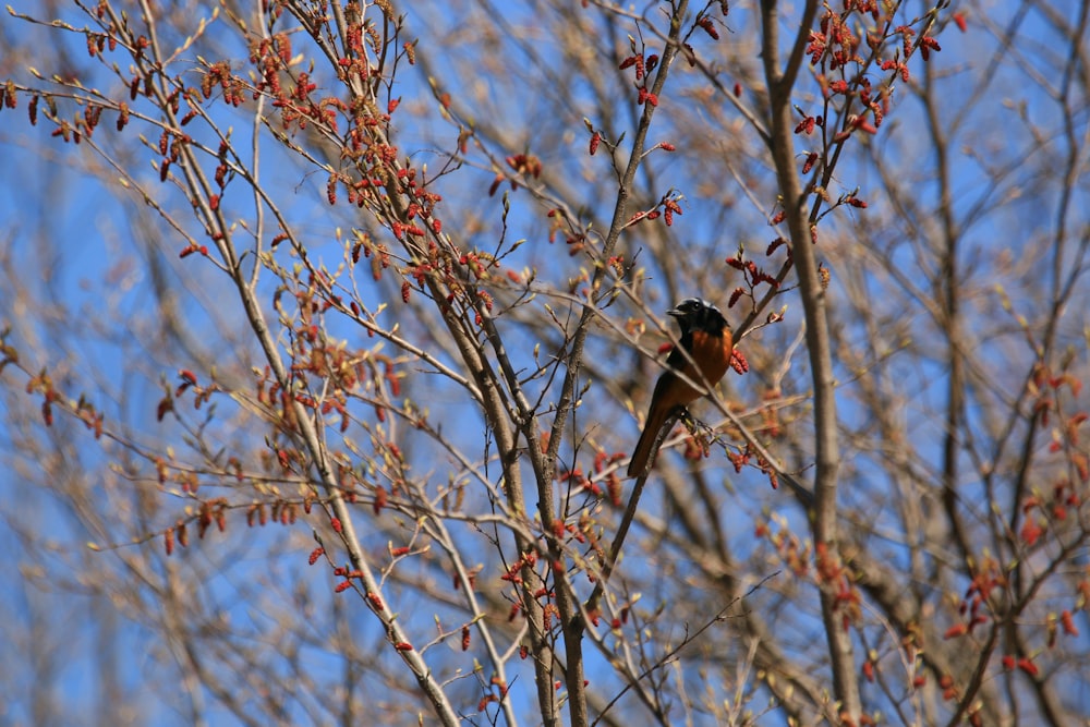 brown bird on brown tree branch during daytime