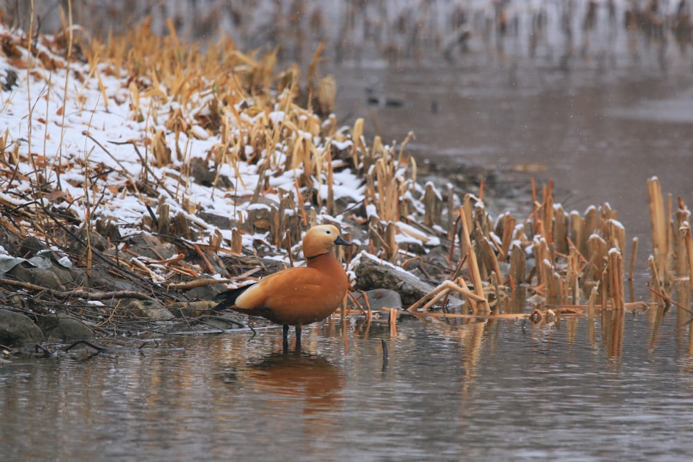 brown birds on body of water during daytime