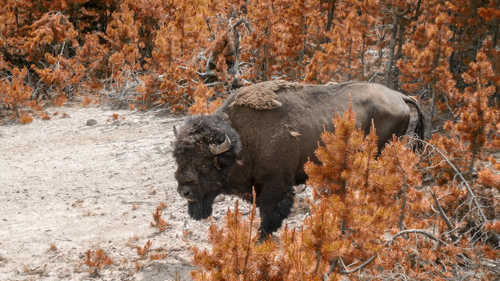 black bison on brown grass field during daytime