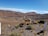 A serene landscape with two vicuñas standing on a rocky terrain surrounded by sparse vegetation. The background features a vast, open desert landscape with undulating hills and a clear blue sky. Winding roads are visible in the distance, disappearing into the rolling hills.
