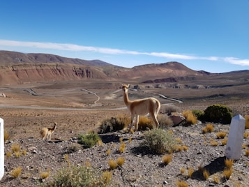A serene landscape with two vicuñas standing on a rocky terrain surrounded by sparse vegetation. The background features a vast, open desert landscape with undulating hills and a clear blue sky. Winding roads are visible in the distance, disappearing into the rolling hills.