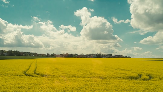 green grass field under blue sky and white clouds during daytime in Leipzig Germany