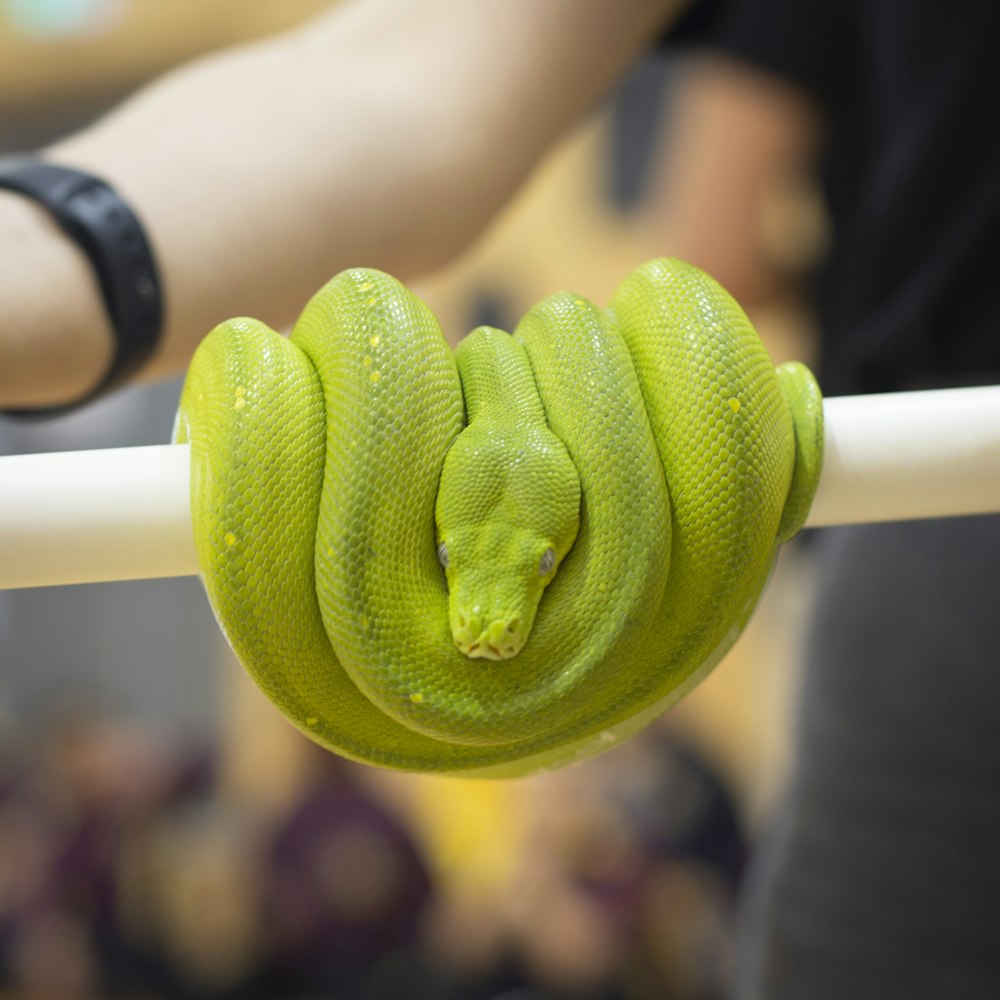 green and white snake on persons hand