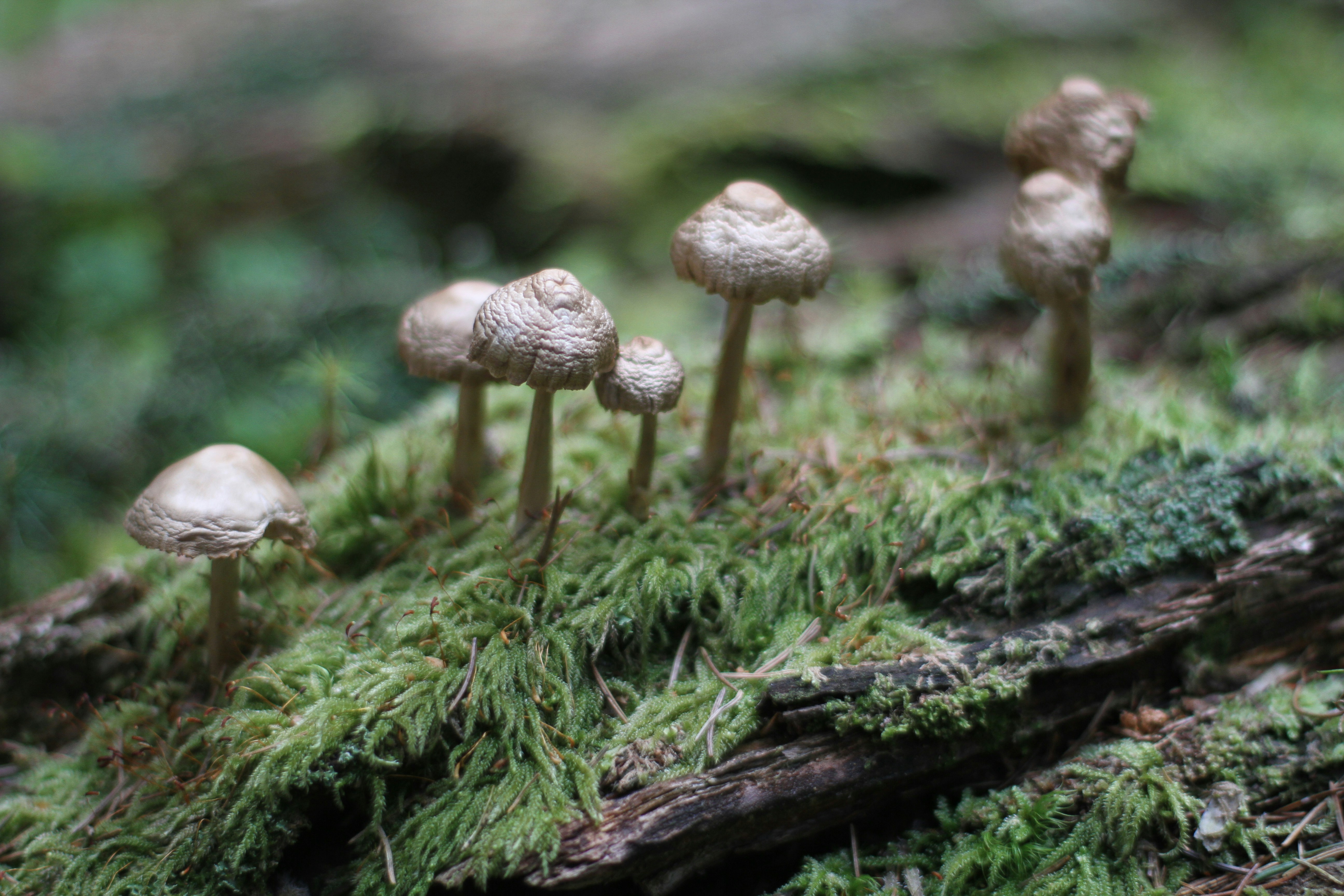 Photo by mcmortygreen