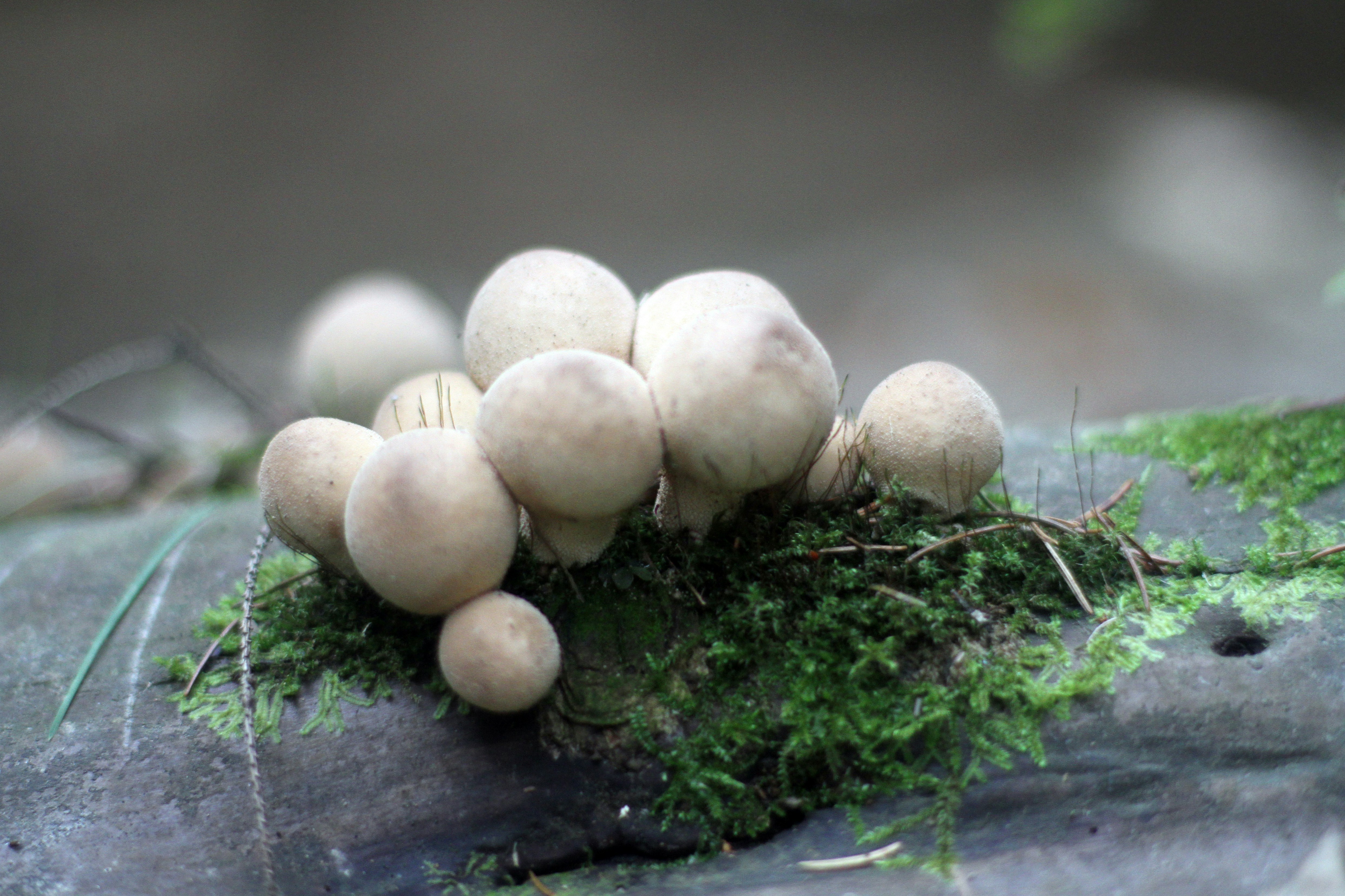 Photo by mcmortygreen