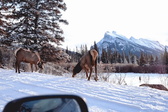 brown horse on snow covered ground during daytime in Sulphur Mountain Canada