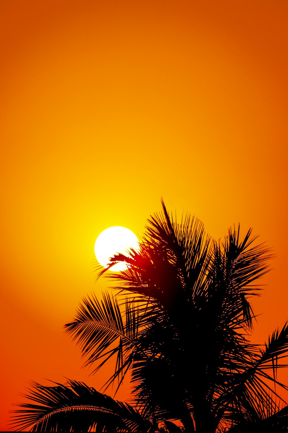 Grüne Palme bei Sonnenuntergang