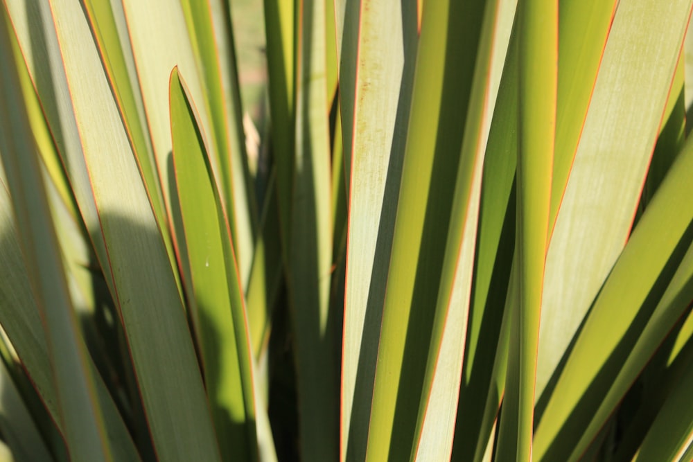 green and white plant leaves