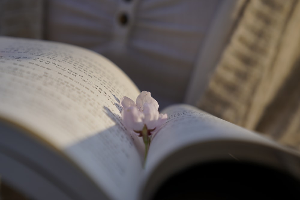 pink flower on book page