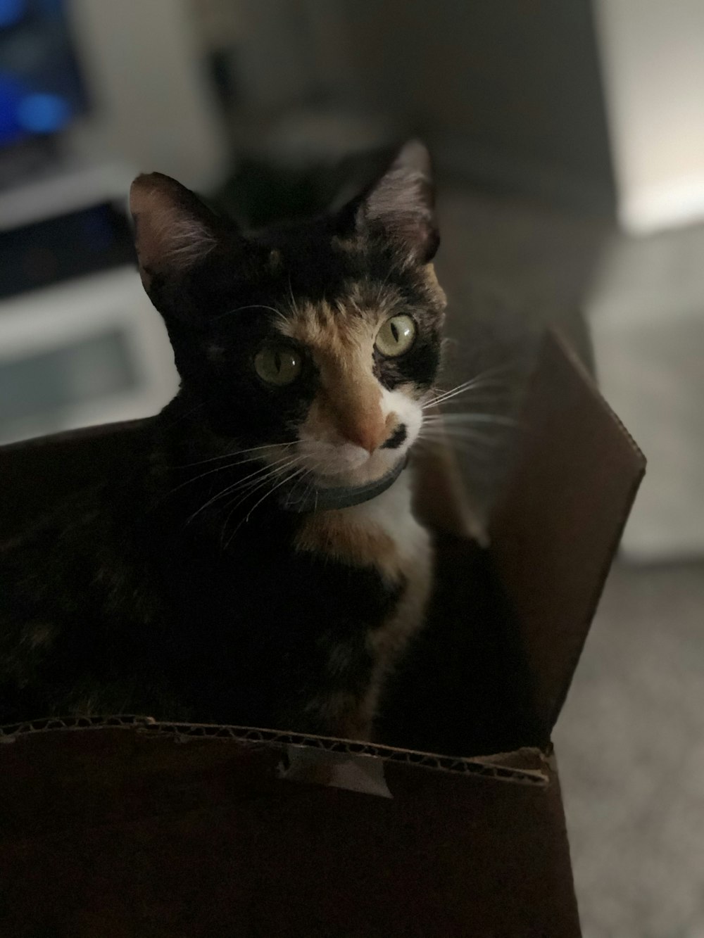 tuxedo cat in brown cardboard box