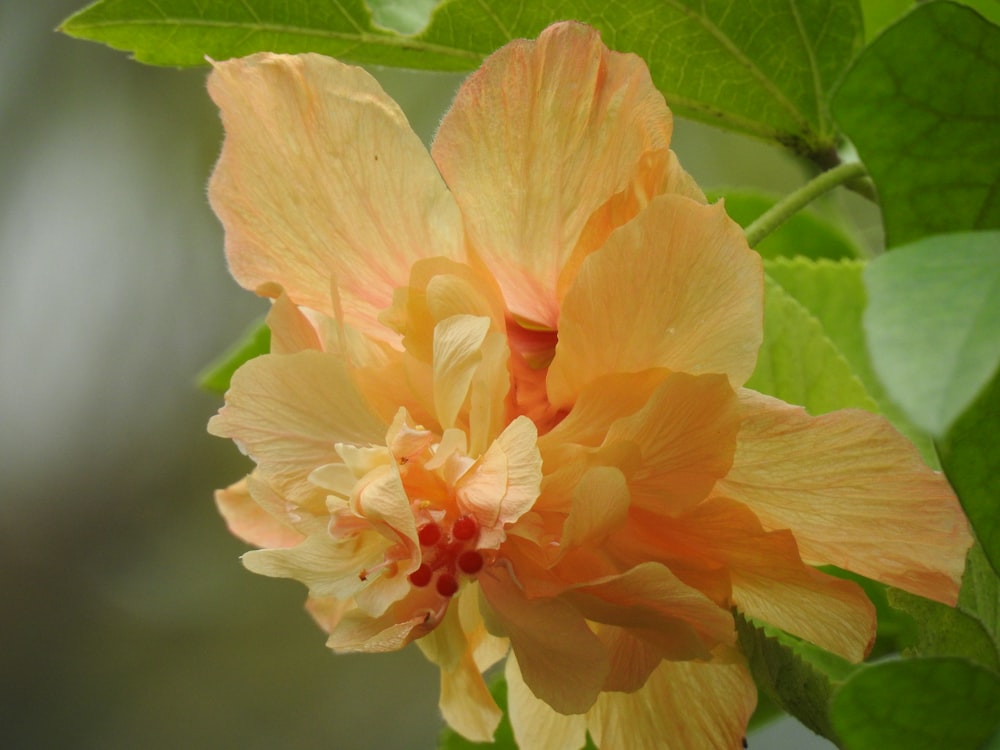 orange hibiscus in bloom during daytime