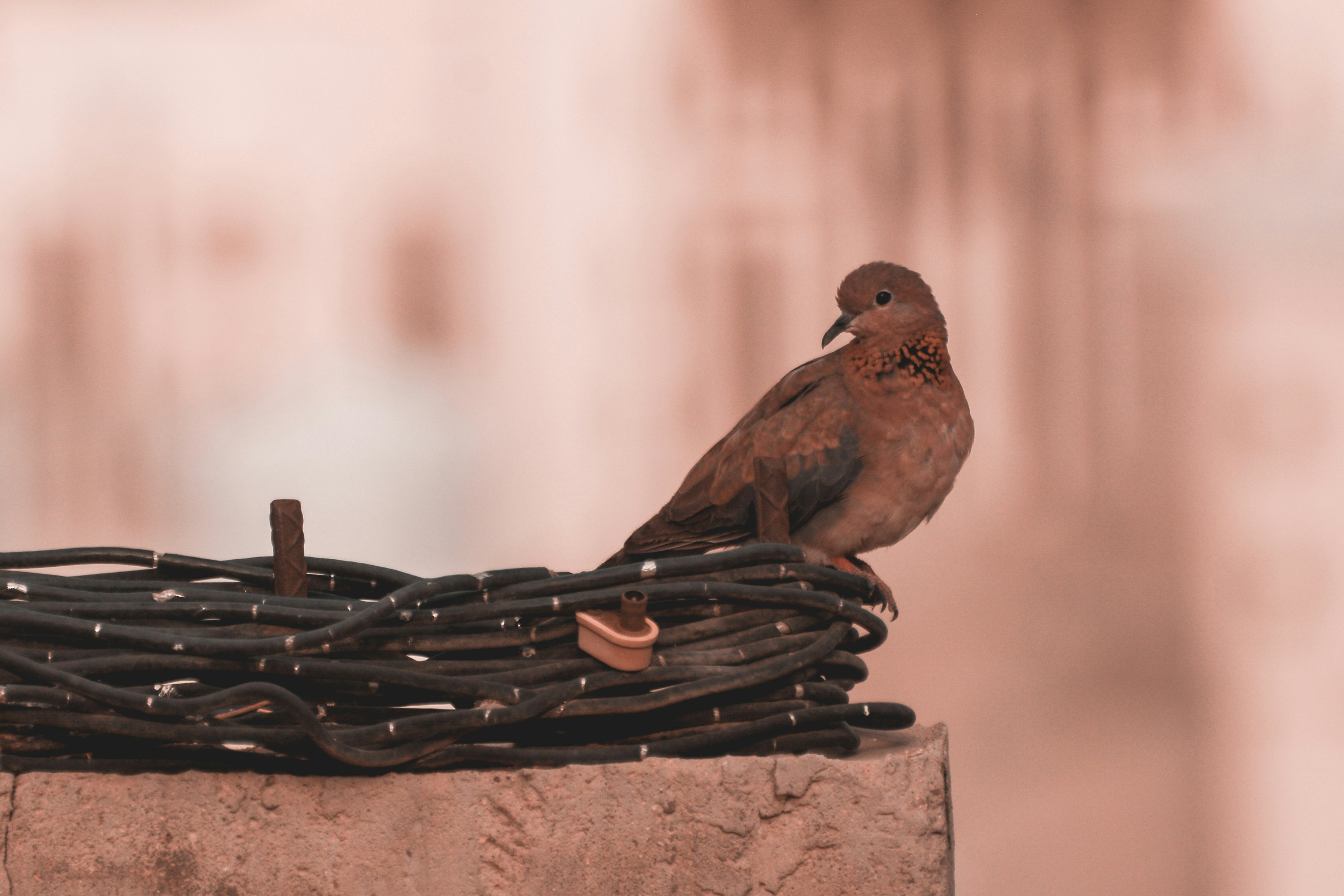 a bird sitting on top of a pile of barbed wire