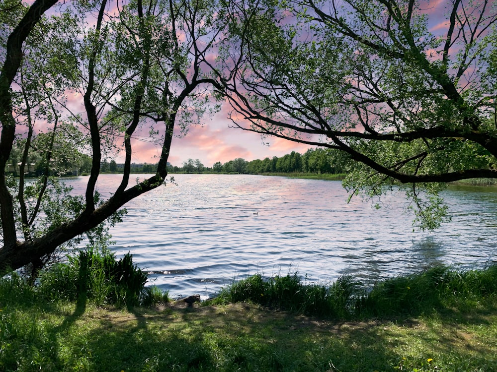 Champ d’herbe verte près d’un plan d’eau pendant la journée