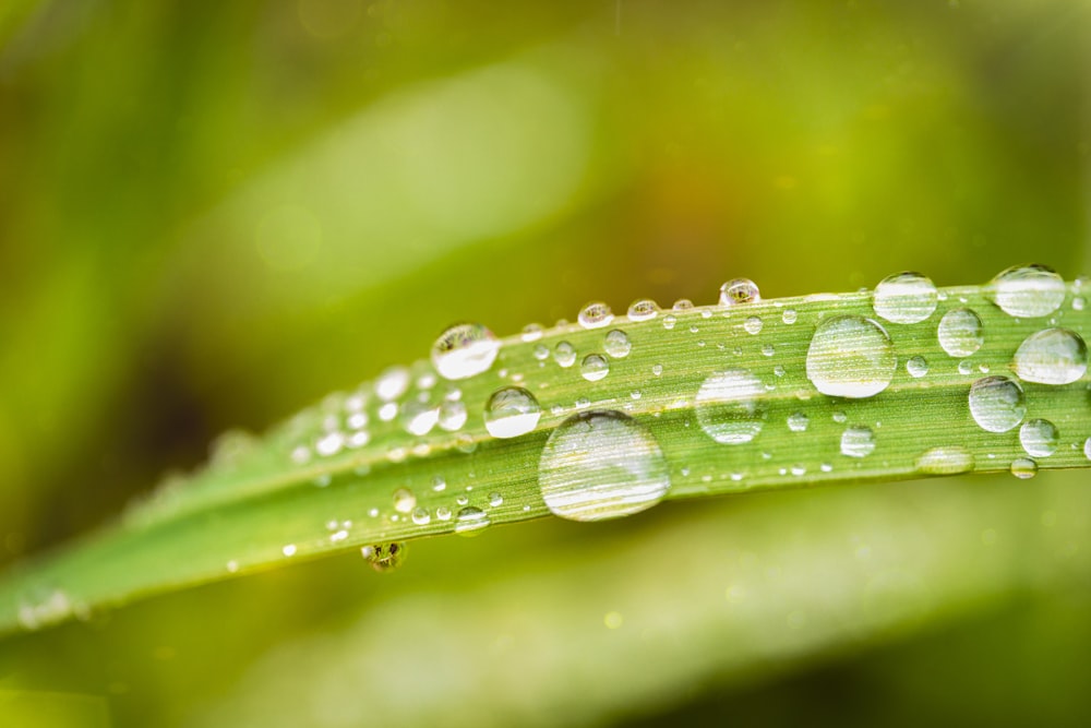 water droplets on green leaf