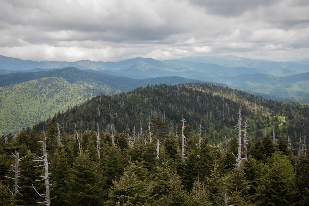 green trees on mountain under white clouds during daytime