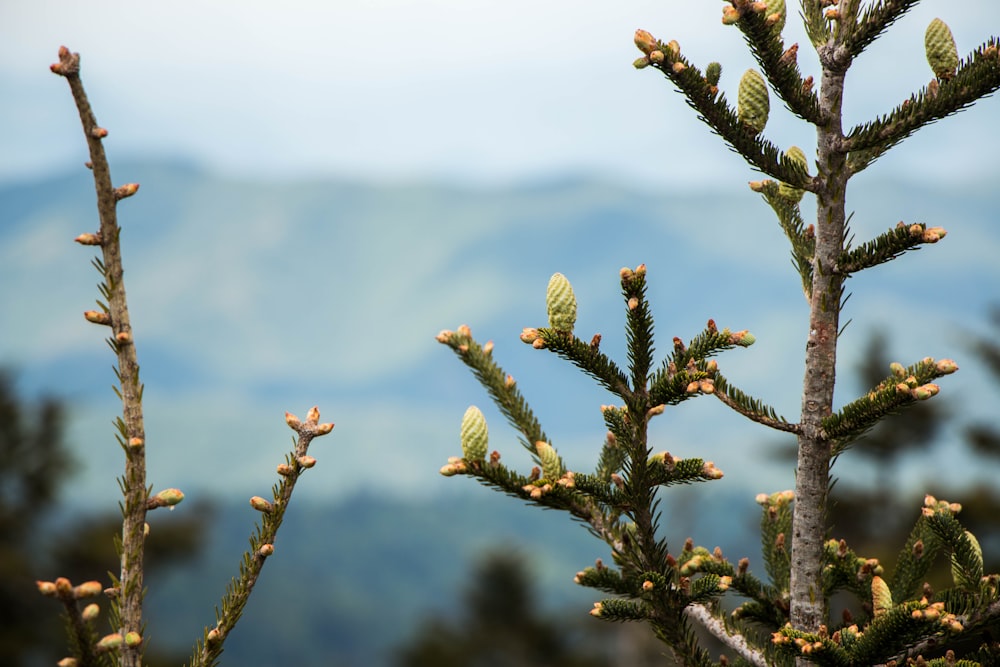 green plant in tilt shift lens